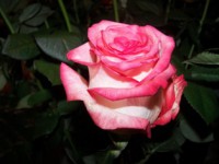 /album/foto-tsvetochnyj-mir/moe-foto-049-jpg/